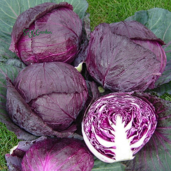 Red Acre Cabbage Seeds | 150+ Seeds