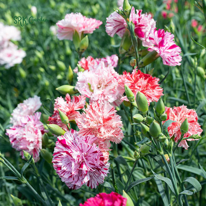 Chabaud Clove Carnation Seed | 100 seeds