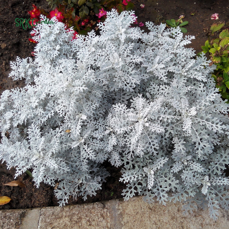 Dusty Miller Seeds, Senecio Cineraria | 200 Seeds