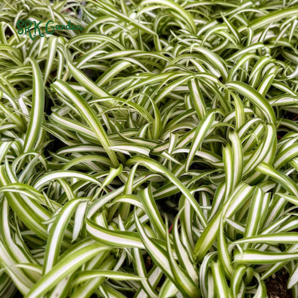Curly Spider Plant "Bonnie", Chlorophytum Comosum, Indoor Plant, Live Plant in 4" pot