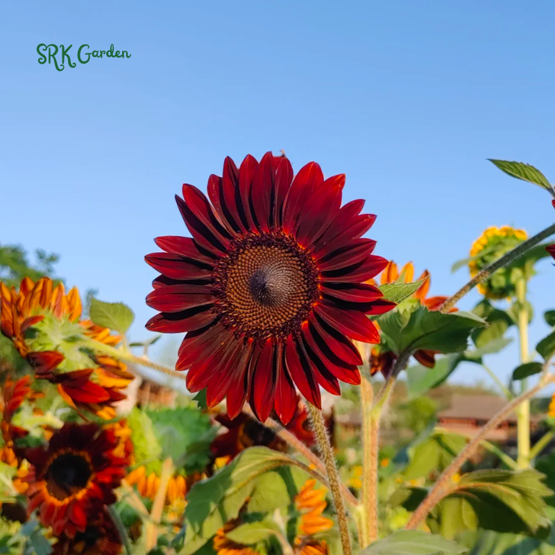 Sunflower Seeds - Chocolate Cherry 25 Seeds