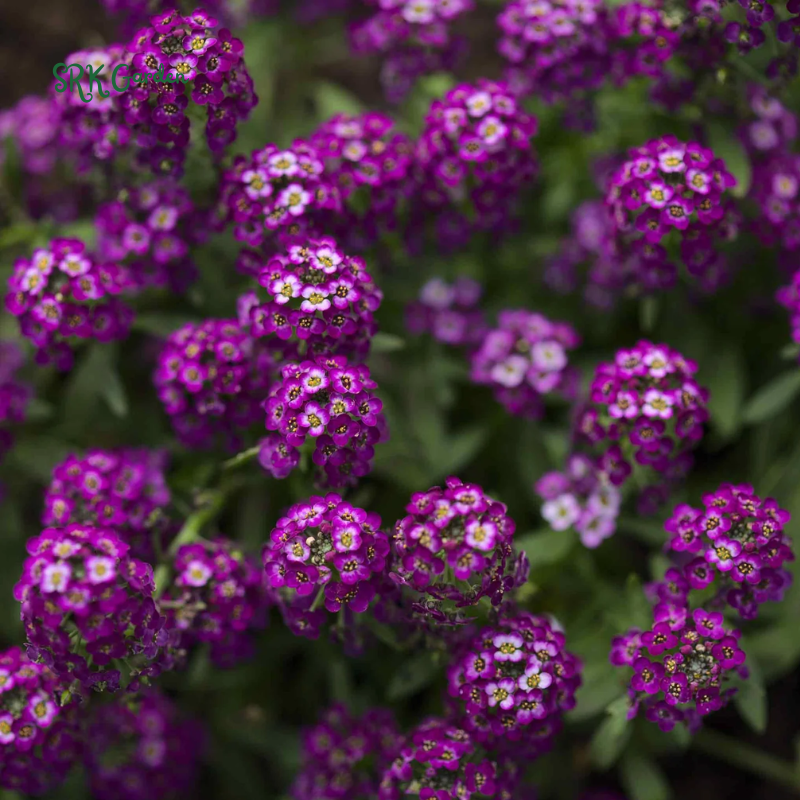 Alyssum Seeds - Violet Queen 100 seeds