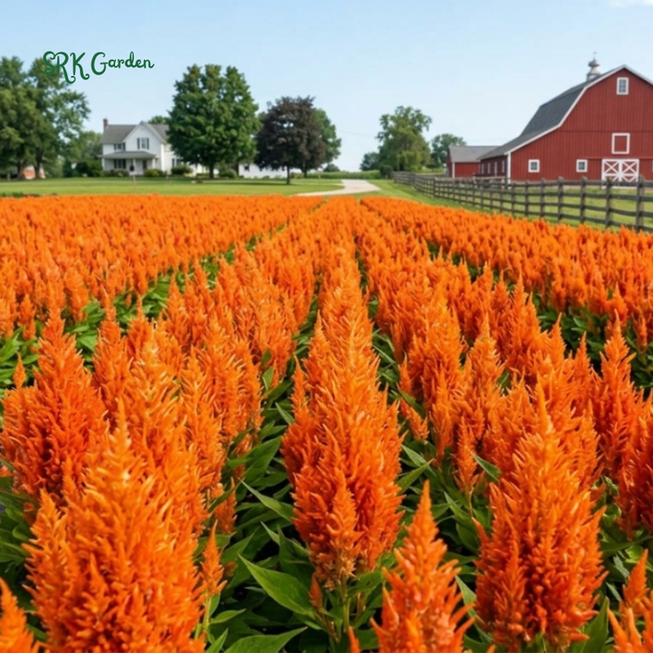 25 Sunday Orange Celosia Seeds, Copper fire Color, Celosia Plumosa