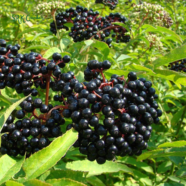 Elderberry Bush Plants Live, Black Elderberry Plant for Outdoor Garden, 5 to 9 Inch Tall