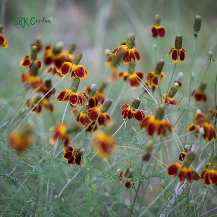 Mexican Hat Coneflower Seeds | 300 Seeds