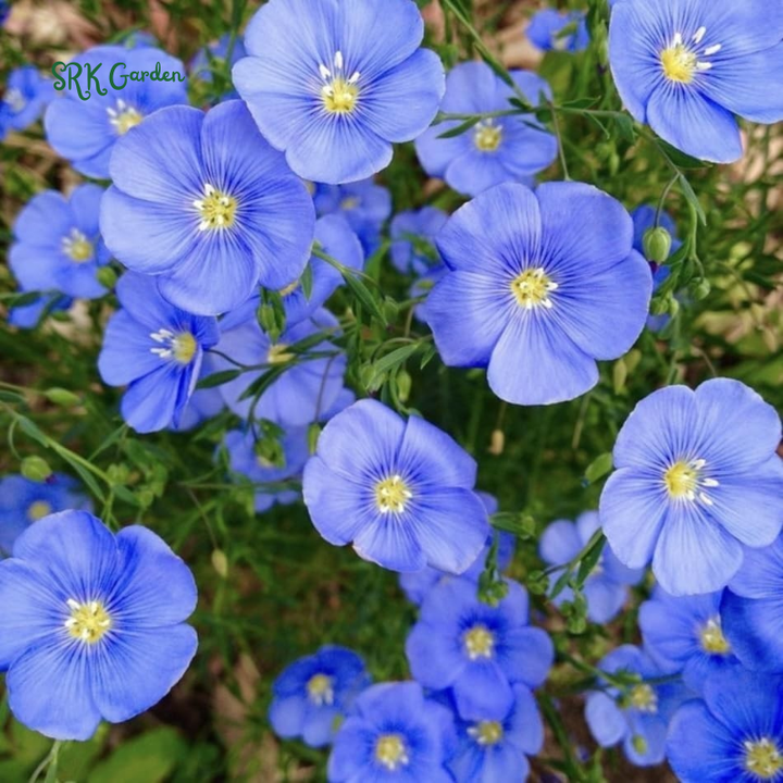 Blue Flax Seeds for Spring | 350 Seeds