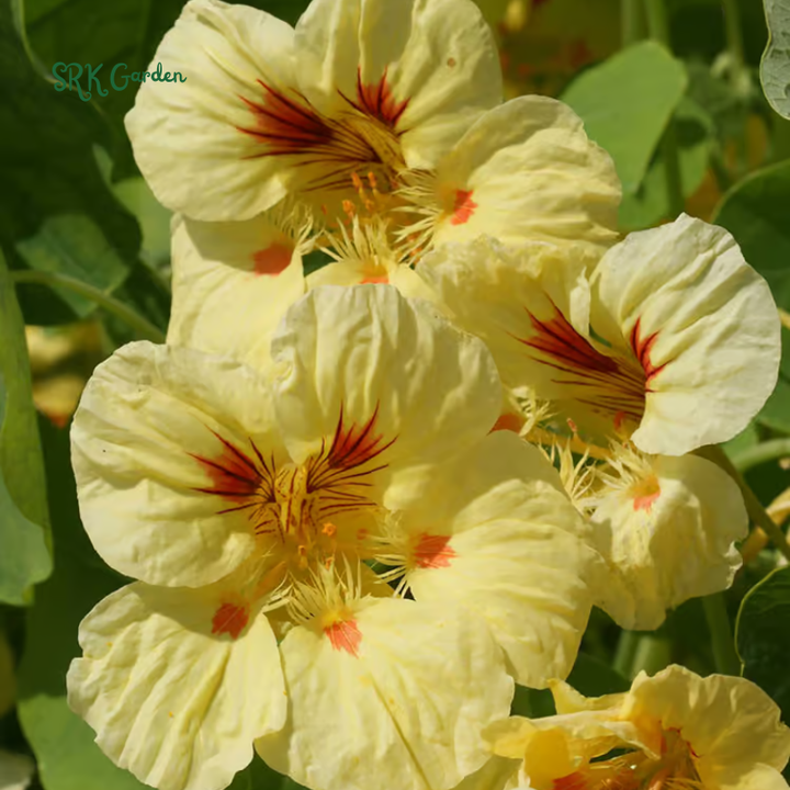 Peach Melba Dwarf Nasturtium Seeds | 25 Seeds