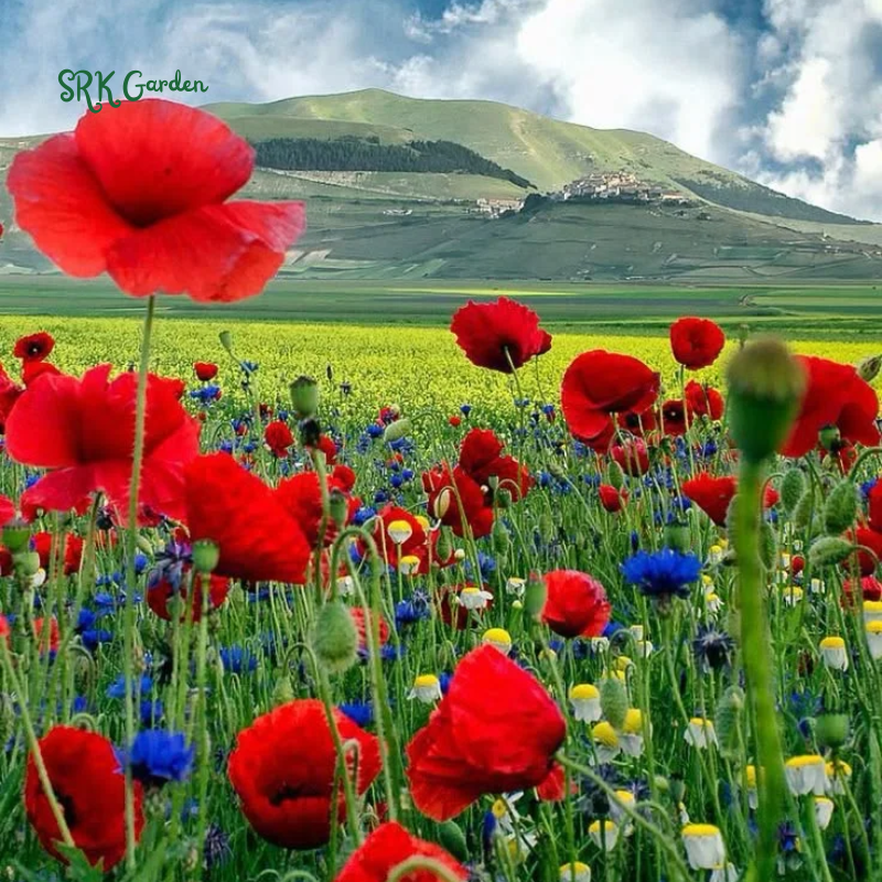 RED CORN POPPY FLOWER SEEDS