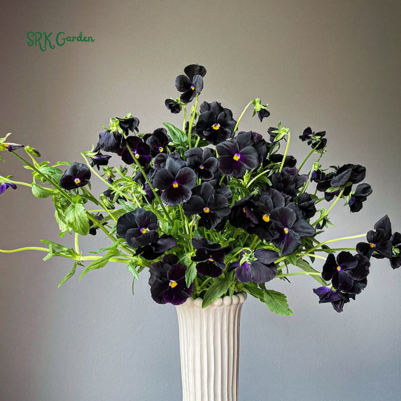 Viola Seeds - Sorbet Series - Black Delight 25 seeds