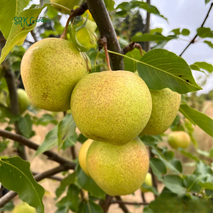 Live Pear Tree, Cold Hardy Pear Fruit Tree for Yard |  10 Inch Tall