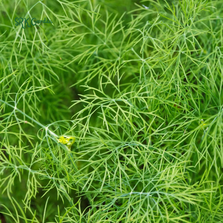 Organic Bouquet Dill | 100 Seeds