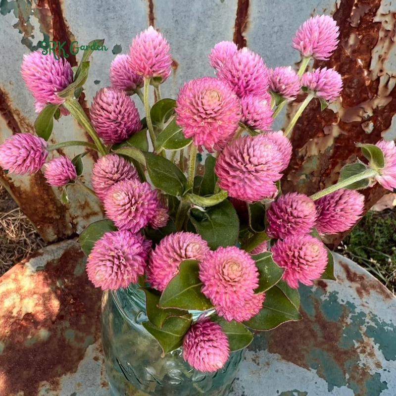 25+ Raspberry Cream Gomphrena Seed
