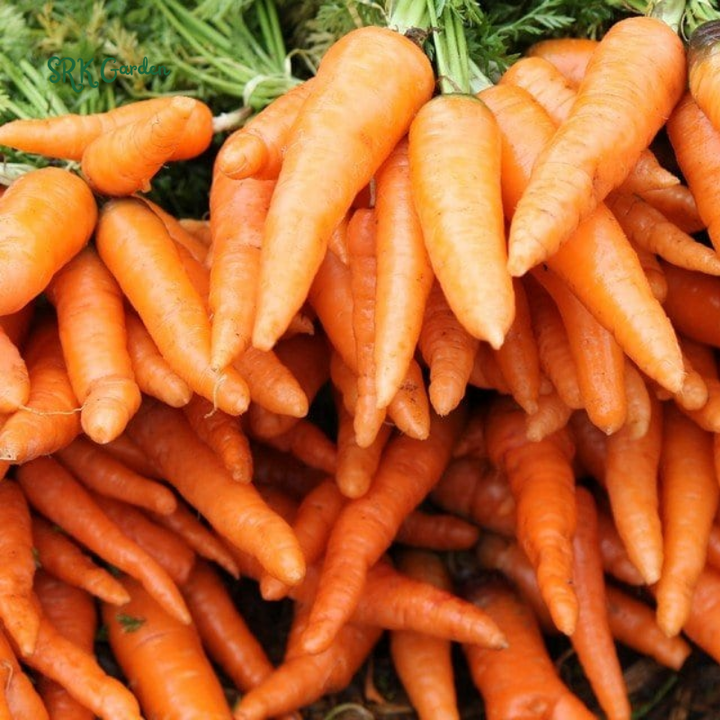 Carrot Seeds - Tendersweet | 150 seeds