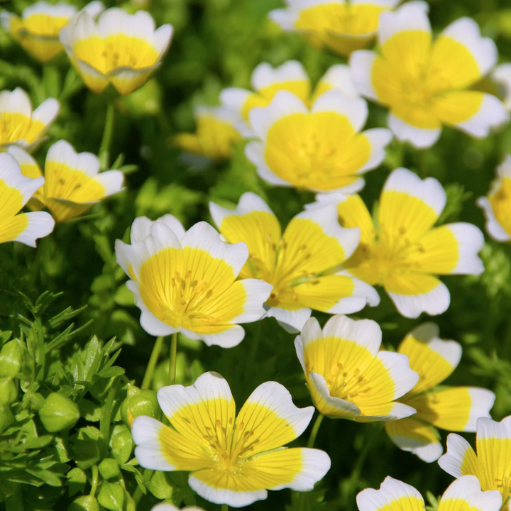Poached Egg Plant | 60 Seeds
