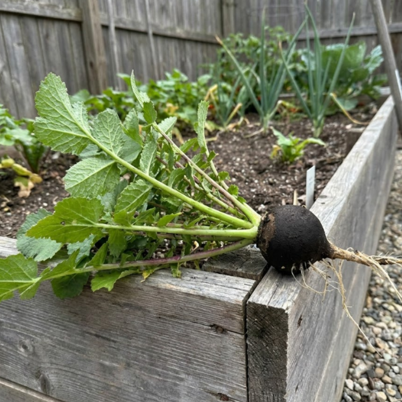 250+ Black Spanish Round Radish