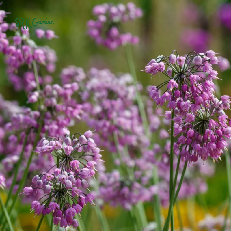 Prairie Onion Seeds | 100 Seeds