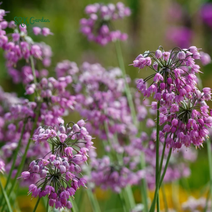 Prairie Onion Seeds | 100 Seeds