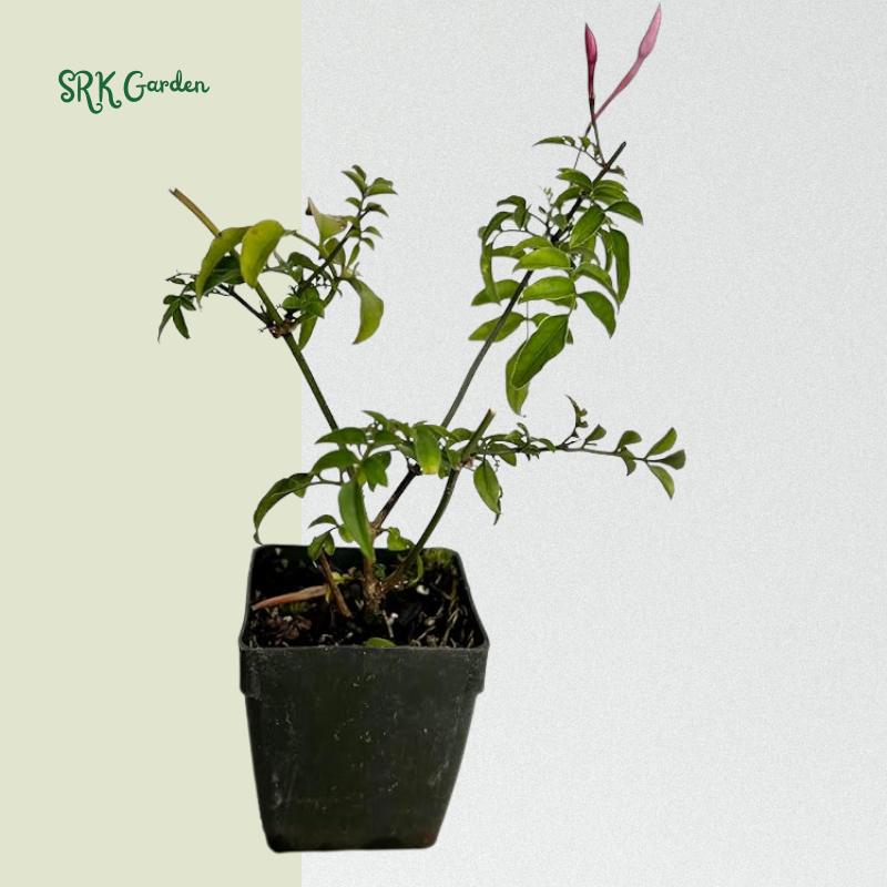 Pink Jasmine Vine Starter Plant in 2" pot