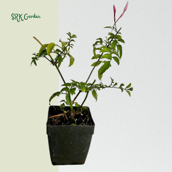 Pink Jasmine Vine Starter Plant in 2" pot