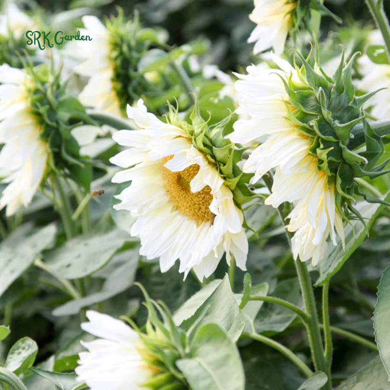 White Nite Sunflower Seeds | 20 Seeds