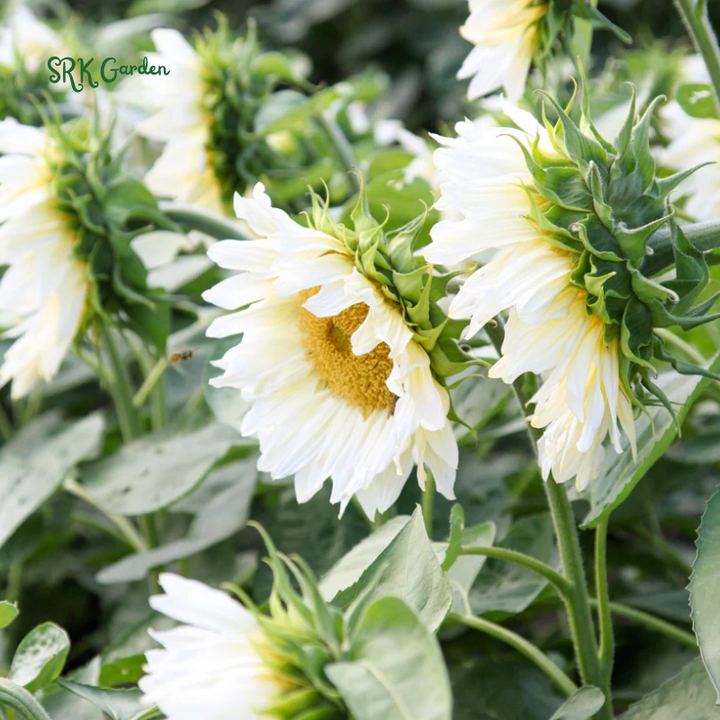 White Nite Sunflower Seeds | 20 Seeds