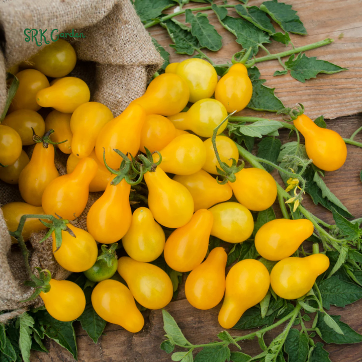 Yellow Pear Cherry Tomato Seeds | 30 Seeds