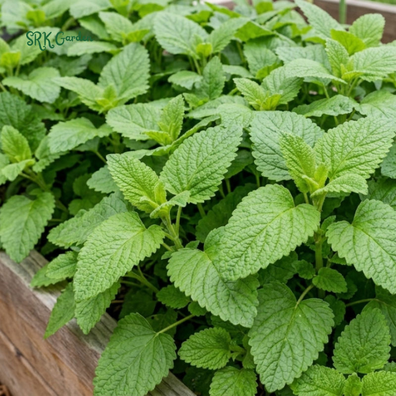 150+ Lemon Balm Seeds