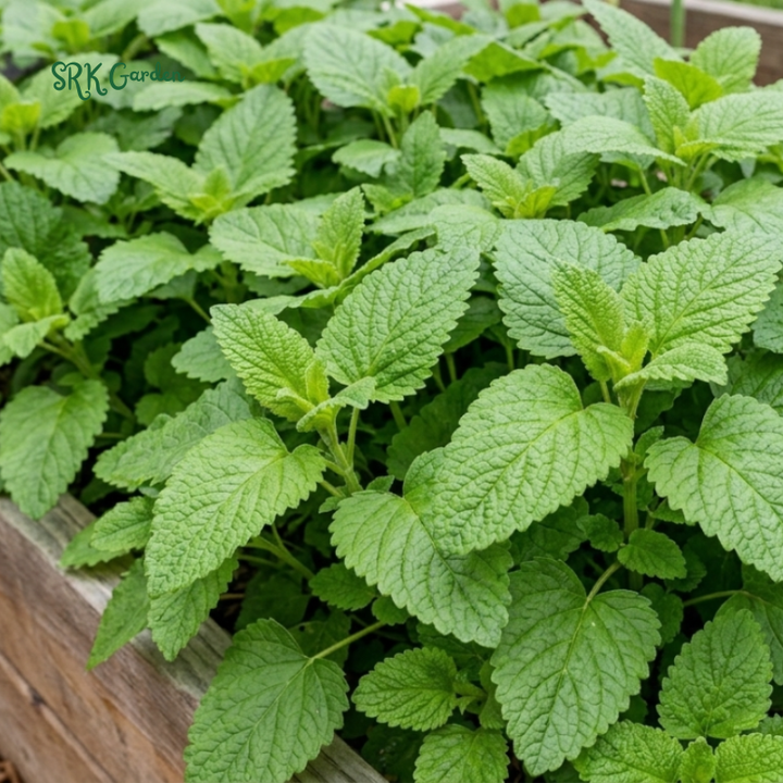 150+ Lemon Balm Seeds