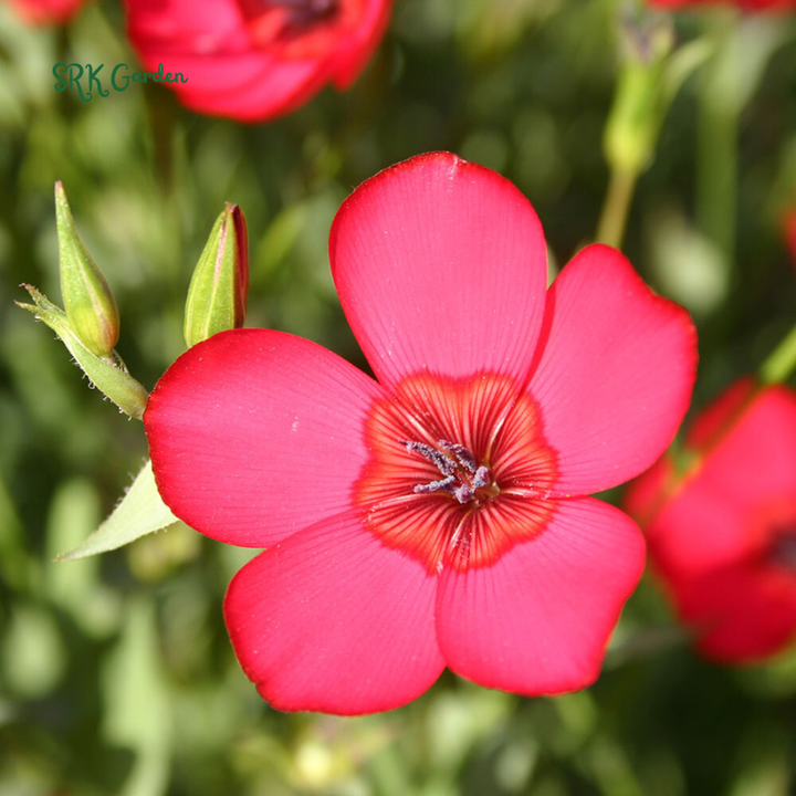 Scarlet Flax Seeds | 100 Seeds