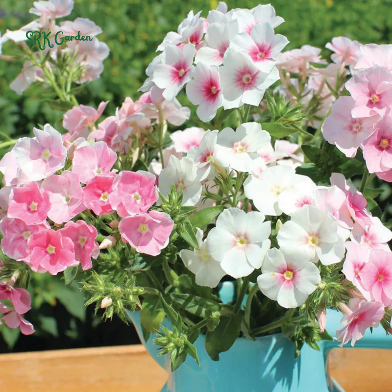 Pastel Shades Phlox Seed Mix | 300 Seeds