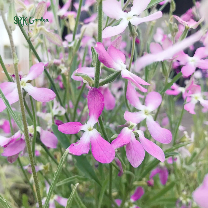 Evening Scented Stock Seeds | 2500 Seeds