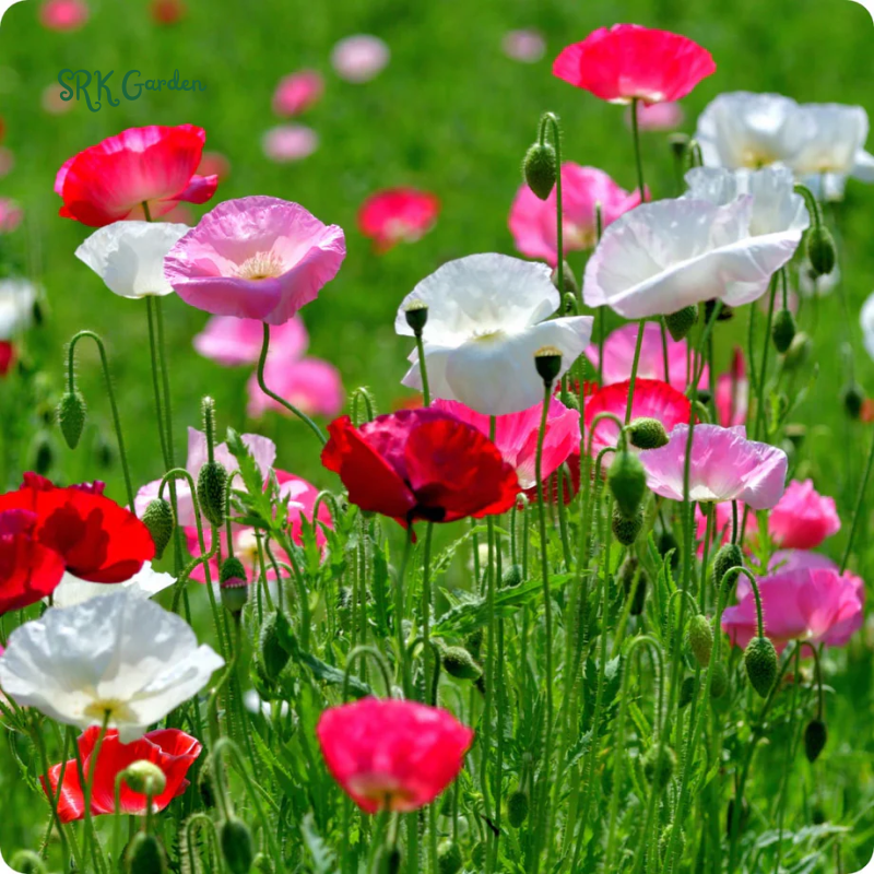 Single Poppy Seed Mix for Spring | 2000 seeds