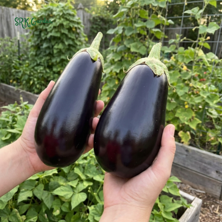 50+ Black Beauty Eggplant Seeds