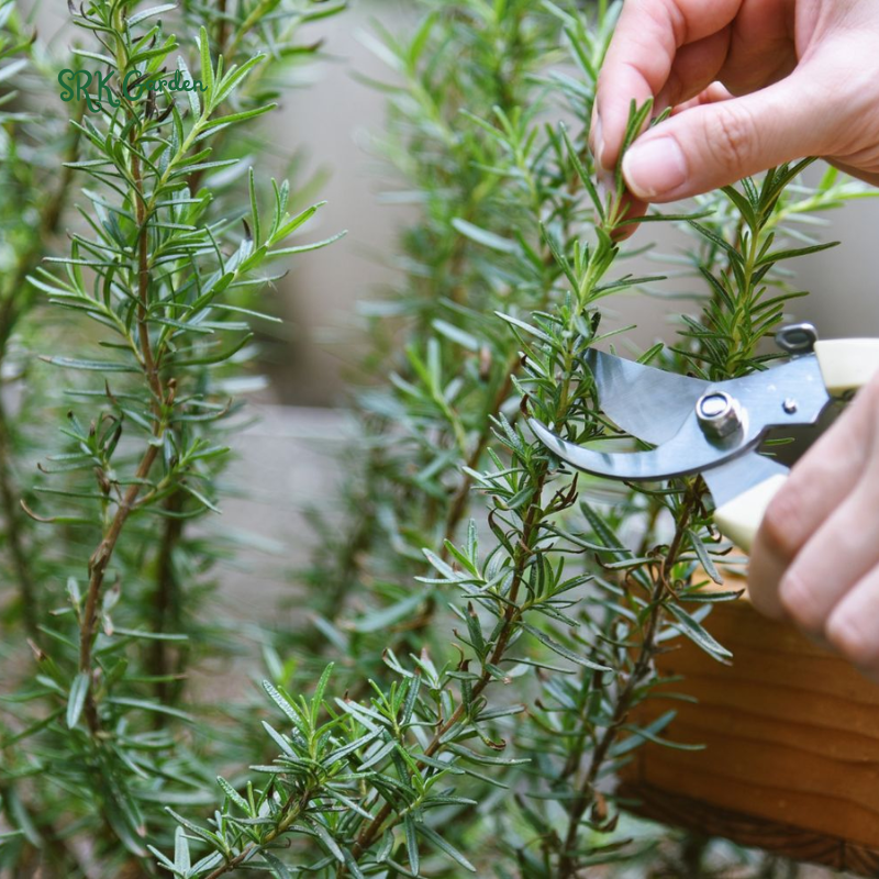 Organic French Thyme Seeds | 200 Seeds