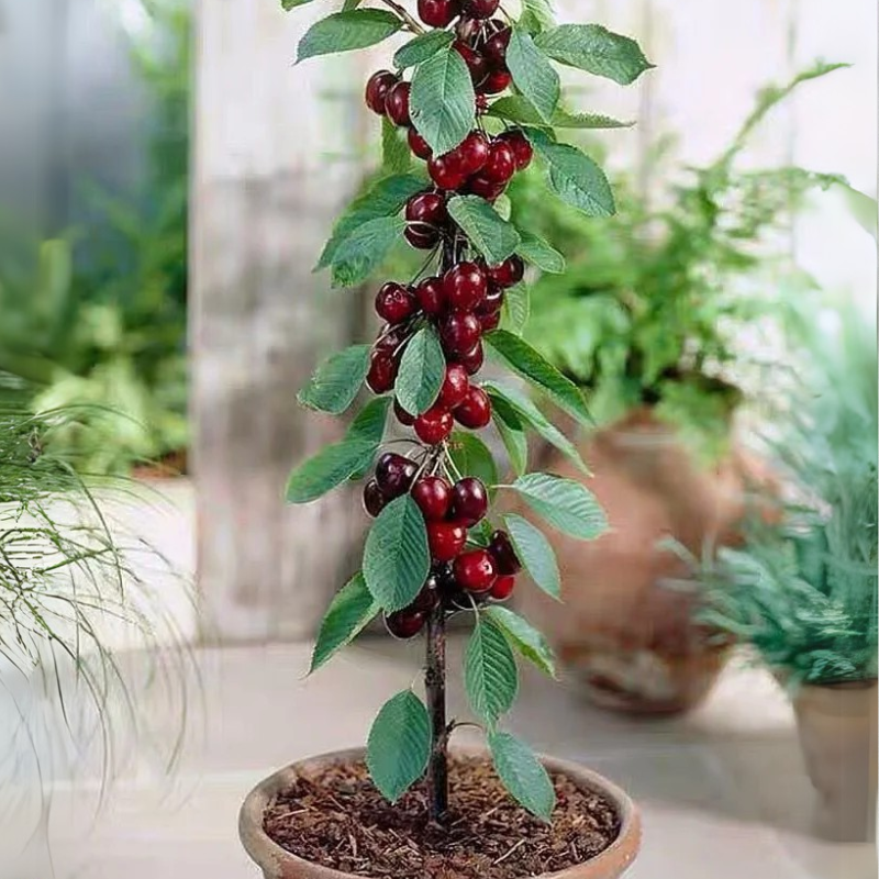 Dwarf Cherry, BigBerry Sweet Cherry Plant Live Fruit Tree | 19" tall