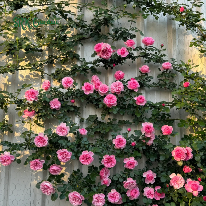 Garden climbing rose 200+ seeds | Mix Color