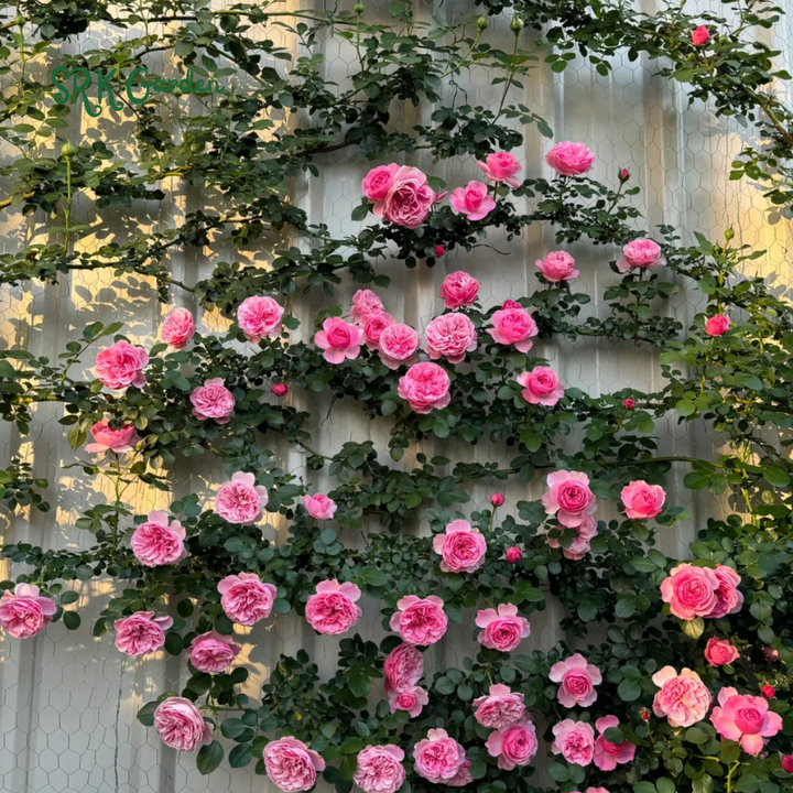 Garden climbing rose 200+ seeds | Mix Color