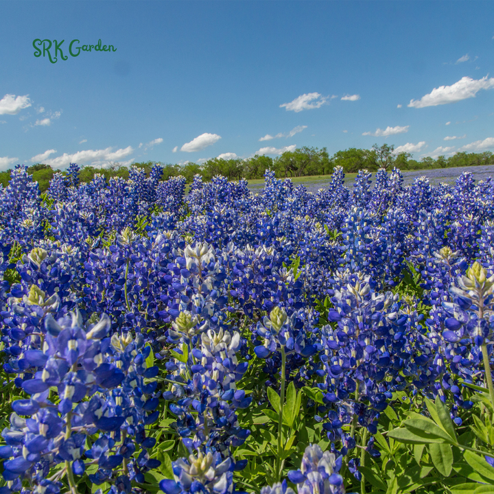 Texas Bluebonnet Seeds | 50 Seeds