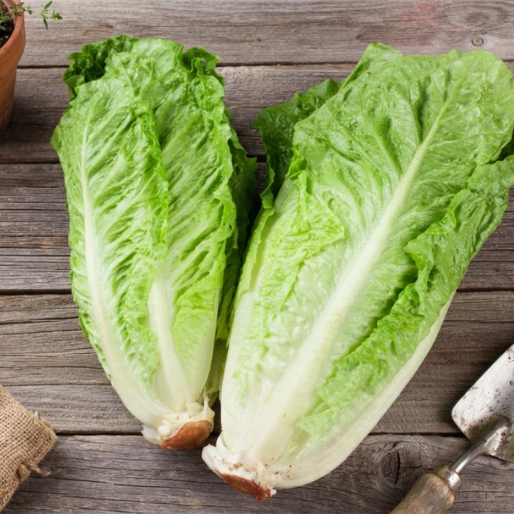 500+ Parris Island Cos Romaine Lettuce Seeds