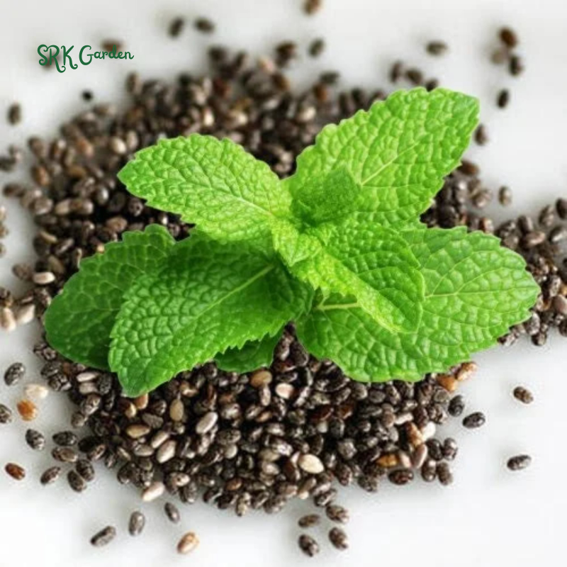 Organic Peppermint Seeds | 100 Seeds