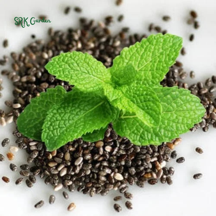 Organic Peppermint Seeds | 100 Seeds