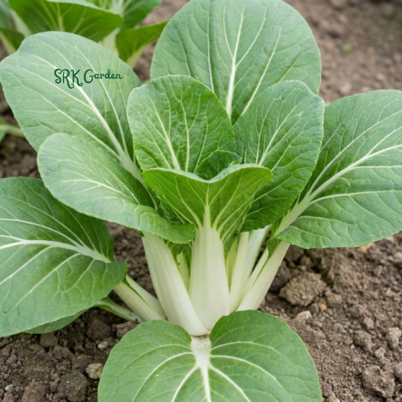 Pak Choi Chinese Cabbage White Stem | 150+ Seeds