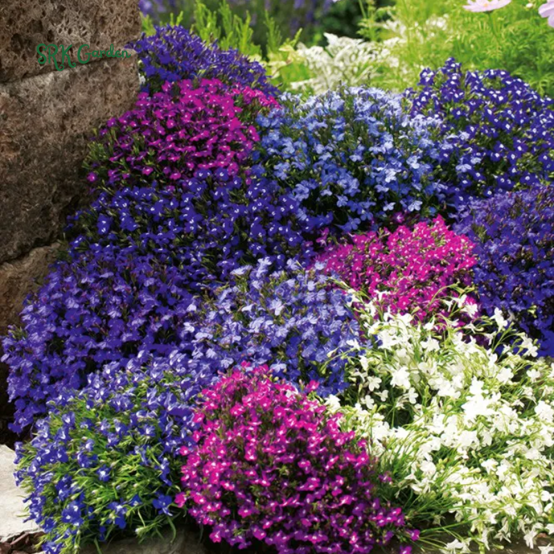 Lobelia Crystal Palace Violet-Blue Flower Seeds | 200 Seeds