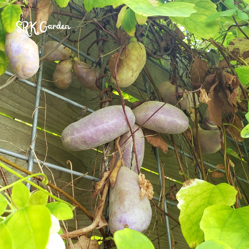 Chocolate Vine Plant Seeds (100 Seeds) Akebia for Outdoor Garden