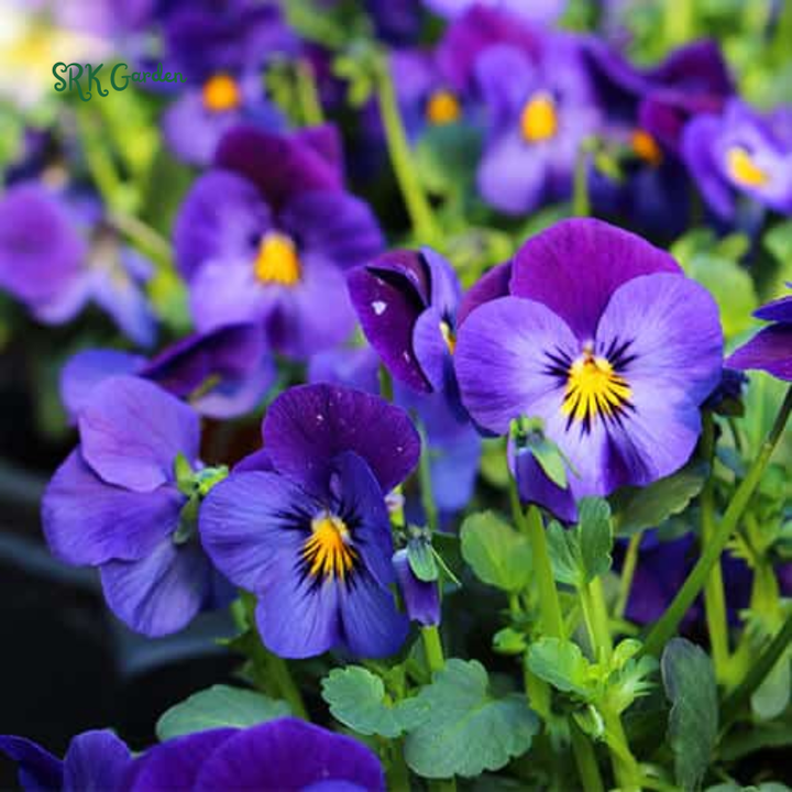 Viola Seeds - Sorbet Series - Yesterday Today Tomorrow 25 Seeds