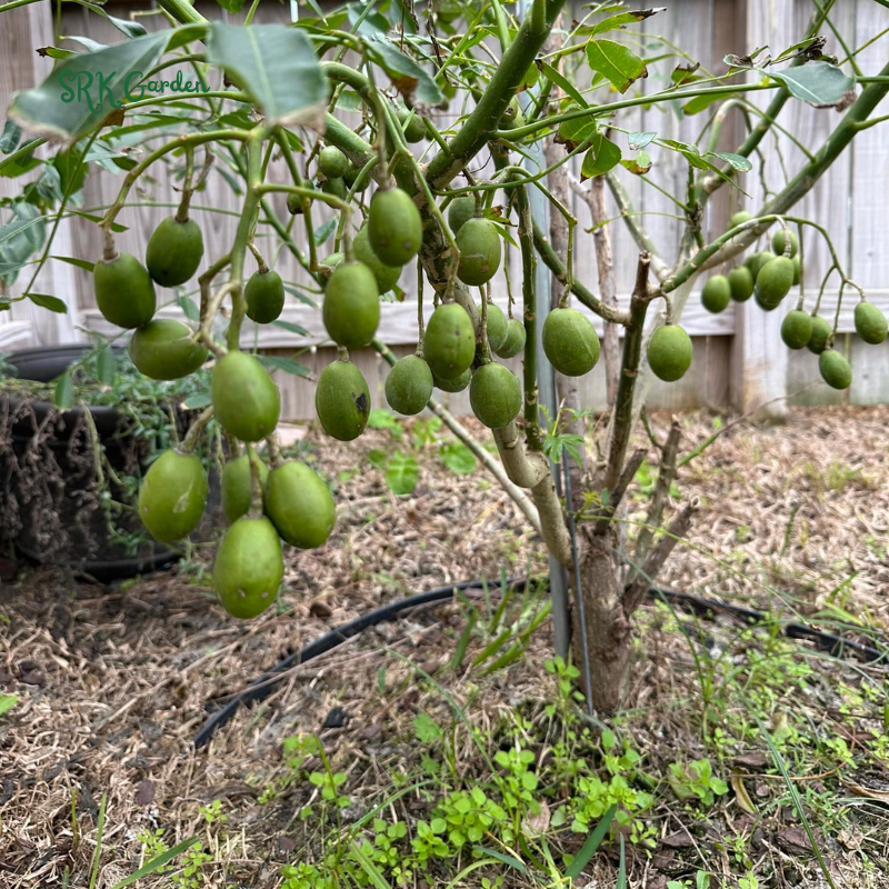 June Plum Tropial Fruit Trees - 1 - 2 Feet Tall