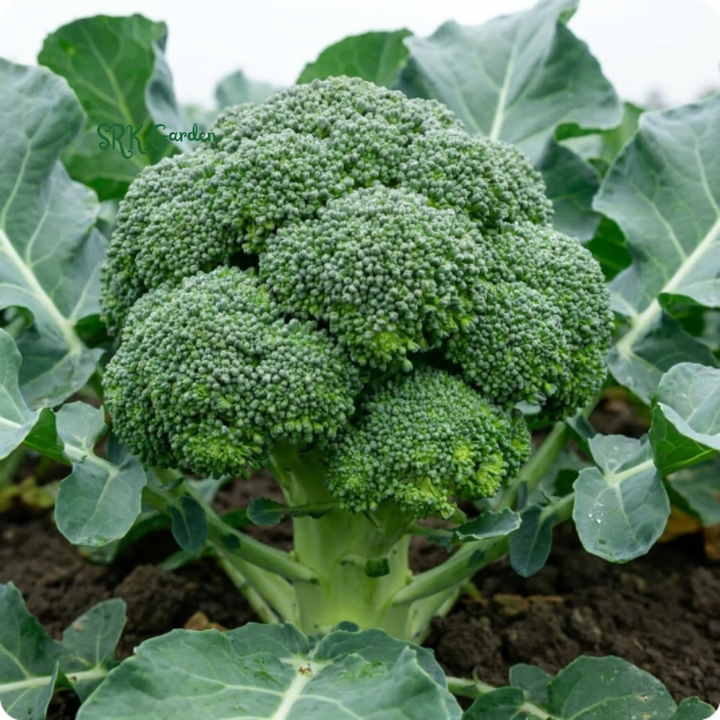 Di Cicco Broccoli Seeds | 200+ Seeds
