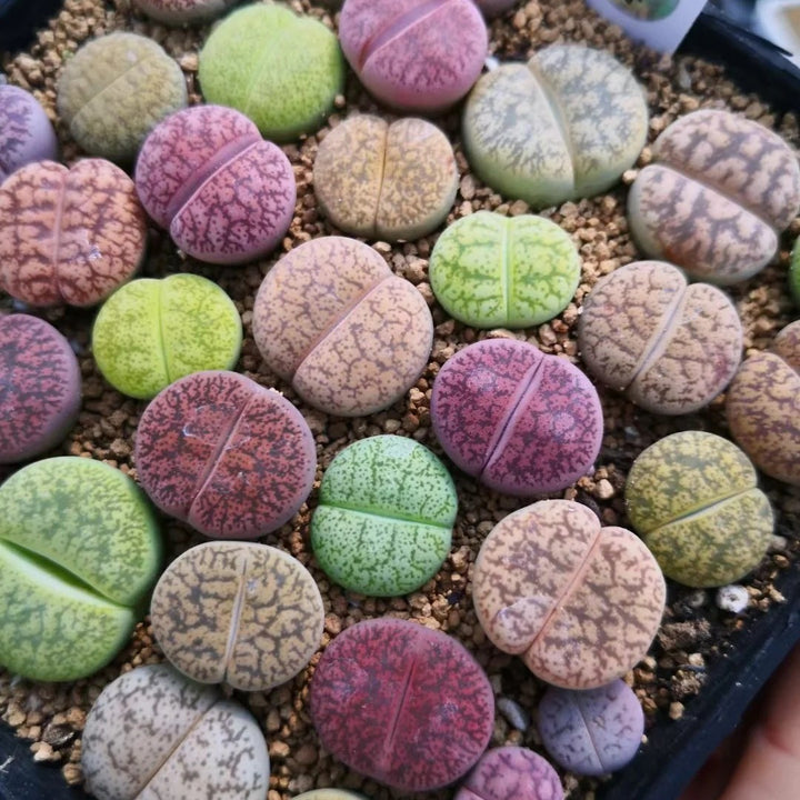 Lithops Live Small Exotic  Random Color Size 0.3" to 0.7"