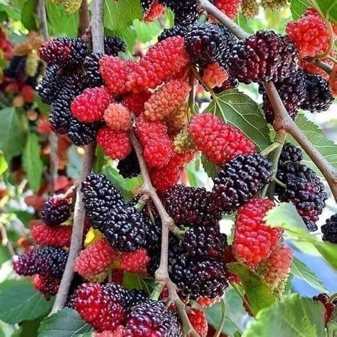 Dwarf Mulberry Plant Tree Everbearing Sweet Fruit in 4" Pot