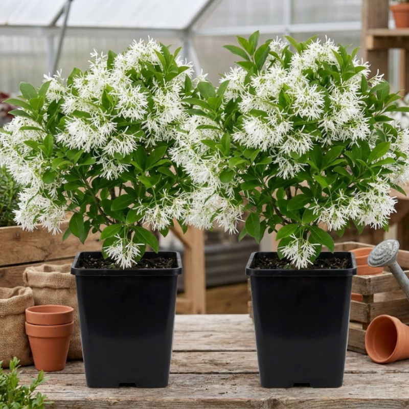 Fall Willow Flower Live Plant – 8–16 Inches Tall | White Flowering Perennial Tree